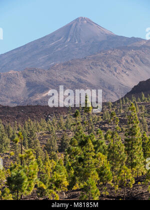 Tenerife, Isole Canarie - le boscose colline di lava round Samara picco con sentieri per il Monte Teide e lava tipica macchia nel deserto Foto Stock