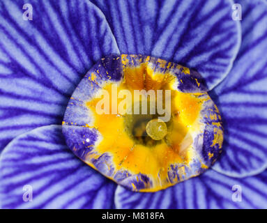 Una goccia di acqua nel centro di una zebra Blu fiore Primula mostra la tensione superficiale che lo compongono in una lente Foto Stock