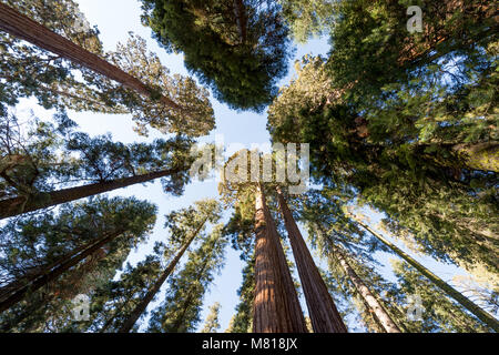 Parco Nazionale di Sequoia in California; gli Stati Uniti occidentali Foto Stock