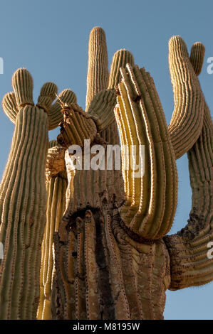 Arizona cactus Saguaro nei deserti della parte occidentale degli Stati Uniti Foto Stock