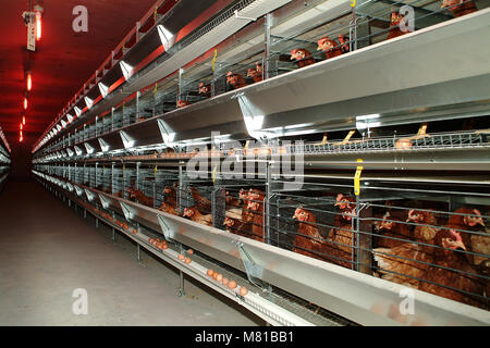 Le galline piccolo gruppo 2 Foto Stock