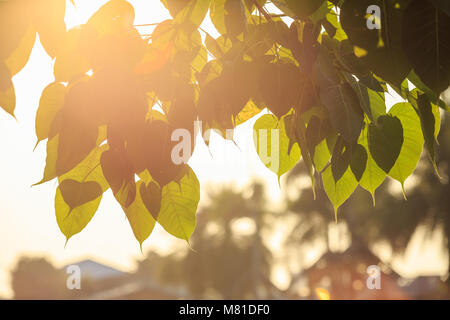 Foglia di Bodhi tree e luce solare con leas effetto flare in mattina tempo Foto Stock