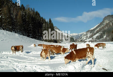 Simmenthal neve 07 Foto Stock