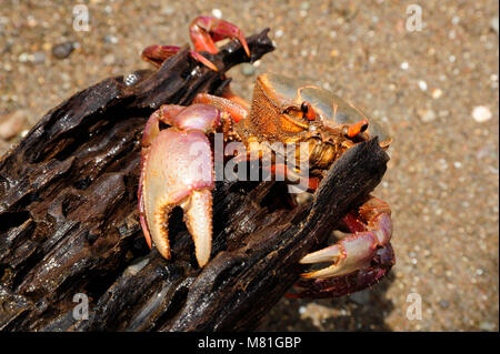 I coloratissimi granchi Gecarcinus quadratus, noto anche come il granchio di halloween, si fa strada lungo la Paloma Beach in Costa Rica. Foto Stock