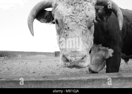 Bull su una fattoria Foto Stock