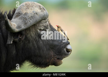 Una bufala riposa in Chobe National Park, il Botswana. Foto Stock