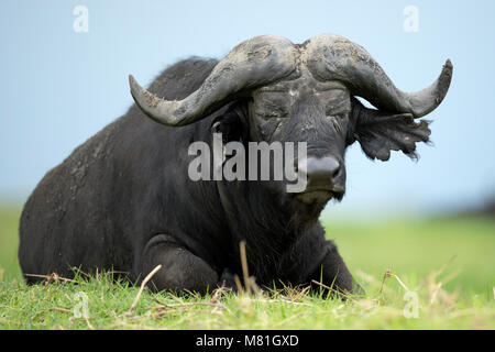 Una bufala riposa in Chobe National Park, il Botswana. Foto Stock
