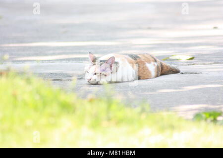 Asian gatti con bellissimi occhi verde brillante occhi, razza eccellente Foto Stock