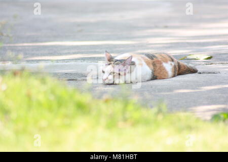 Asian gatti con bellissimi occhi verde brillante occhi, razza eccellente Foto Stock