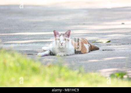 Asian gatti con bellissimi occhi verde brillante occhi, razza eccellente Foto Stock