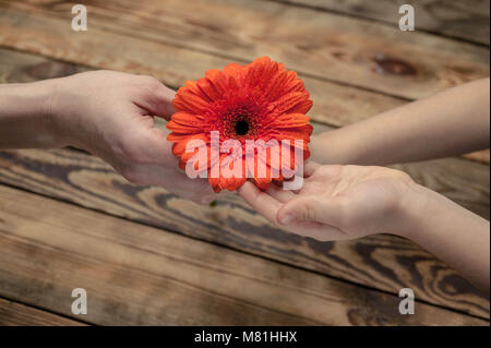 La ragazza dà alla madre un fiore. Concetto Giornata della madre. Femmina e i bambini le mani su un sfondo di legno Foto Stock