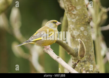 Un bel maschio (Verdone Carduelis chloris) appollaiato su un albero di magnolia. Foto Stock