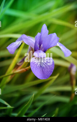 Fiore blu di Iris sibirica nell'erba Foto Stock
