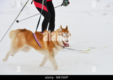 Husky cane e atleta femminile durante le competizioni skijoring Foto Stock