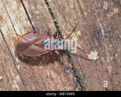 Close-up vista dorsale di un Gastrodes pacificus bug su una superficie boschiva di Kirkland, WA, Stati Uniti d'America Foto Stock