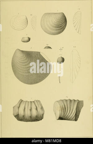 Bollettino della United States Geological e indagine geografica dei territori (1876) (20470983176) Foto Stock