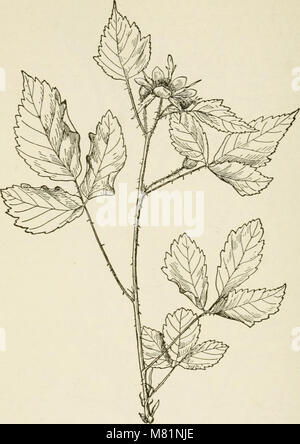 Bush-frutta; una monografia orticolo di lamponi, more, dewberries, ribes, uva spina e altri arbusti-come frutta (1898) (20501561922) Foto Stock