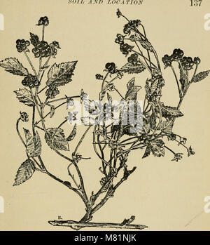 Bush-frutta; una monografia orticolo di lamponi, more, dewberries, ribes, uva spina e altri arbusti-come frutta (1907) (14775598901) Foto Stock