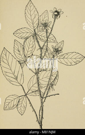 Bush-frutta; una monografia orticolo di lamponi, more, dewberries, ribes, uva spina e altri arbusti-come frutta (1907) (14778437082) Foto Stock