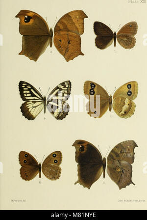 *Farfalle provenienti da Cina, Giappone e Corea* (1892) è uno studio delle specie di farfalle native dell'Asia orientale, incluse descrizioni dettagliate e illustrazioni di varie specie provenienti da Cina, Giappone e Corea. Foto Stock