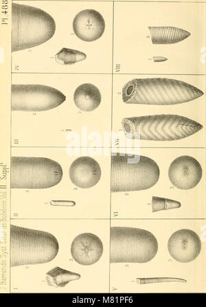 Céphalopodes. Études générales. Extraits du Système silurien du centre de la Bohême. Vol. II, texte v. Cap. XVII-XIX (1877) (20514714808) Foto Stock