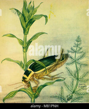 Caccia grossa fra le erbe (1942) (19891046773) Foto Stock