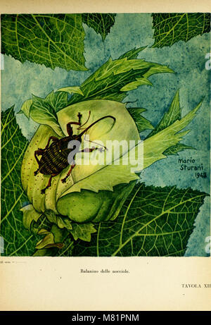 Caccia grossa fra le erbe (1942) (20323956888) Foto Stock