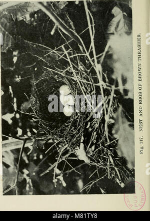 Gli studi della telecamera di uccelli selvatici nelle loro case (1911) (14751521245) Foto Stock