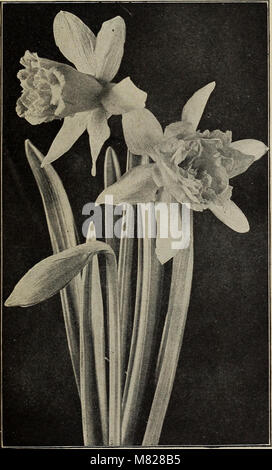 Il catalogo 1916 di bulbi e semi fornisce un'ampia gamma di varietà per la piantagione autunnale, comprese descrizioni dettagliate di fiori, arbusti e piante ornamentali. Foto Stock