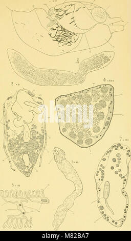 Bollettino biologique de la France et de la Belgique (1895) (19807503854) Foto Stock