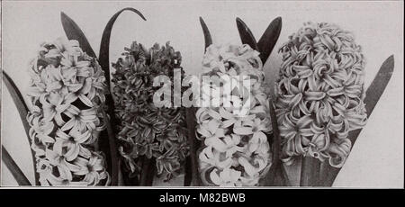 Lampadine arbusti semi - autunno 1916 (1916) (20232194218) Foto Stock