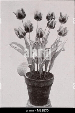 Lampadine arbusti semi - autunno 1916 (1916) (20233542599) Foto Stock