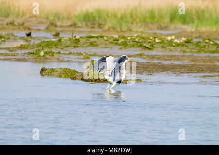 Airone cenerino all'interno di fiume Po laguna, paesaggio italiano. Natura Foto Stock