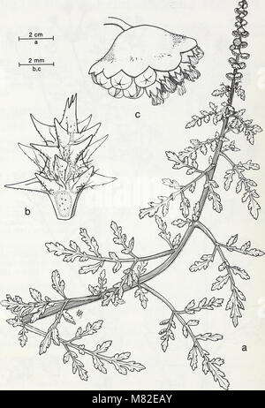 Carpinteria Salt Marsh - ambiente, la storia e le risorse botanico di Southern California estuario (1985) (19918659323) Foto Stock