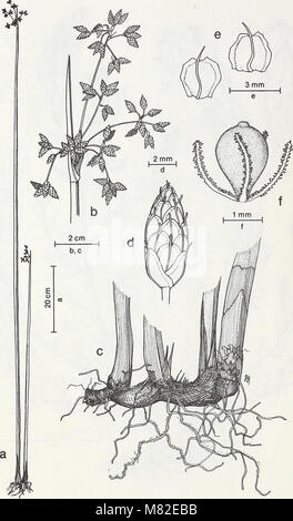Carpinteria Salt Marsh - ambiente, la storia e le risorse botanico di Southern California estuario (1985) (20351635550) Foto Stock