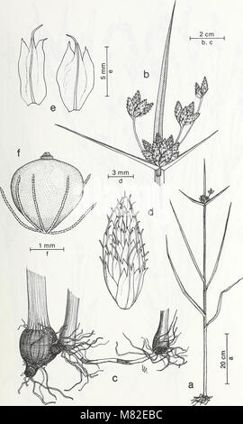 Carpinteria Salt Marsh - ambiente, la storia e le risorse botanico di Southern California estuario (1985) (20351680398) Foto Stock