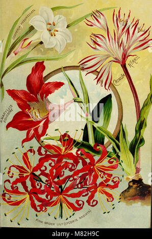 Catalogo della Florida rari fiori e frutti - Stagione di 1893 (1893) (20590460441) Foto Stock
