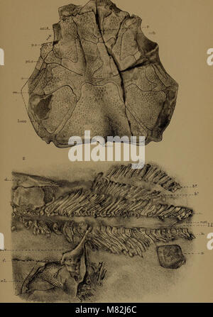 Catalogo di fossili di pesci nel British Museum di Storia Naturale) (1889) (14783055975) Foto Stock