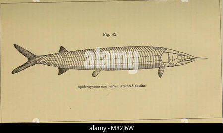 Catalogo di fossili di pesci nel British Museum di Storia Naturale) (1889) (20554136676) Foto Stock