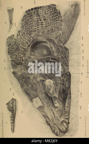 Catalogo di fossili di pesci nel British Museum di Storia Naturale) (1889) (20580387445) Foto Stock