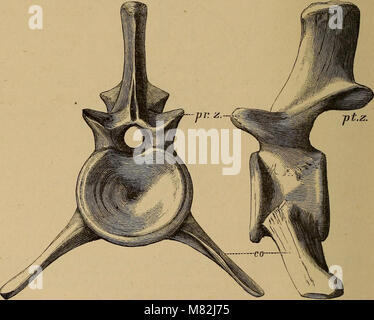 Catalogo di fossili di rettili e anfibi nel British Museum di storia naturale) da Richard Lydekker (1888) (14592855847) Foto Stock