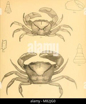 Catalogo della Indian decapod Crustacea nella collezione del Museo Indiano (1901) (14779796881) Foto Stock