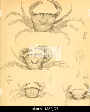Catalogo della Indian decapod Crustacea nella collezione del Museo Indiano (1901) (14782943185) Foto Stock