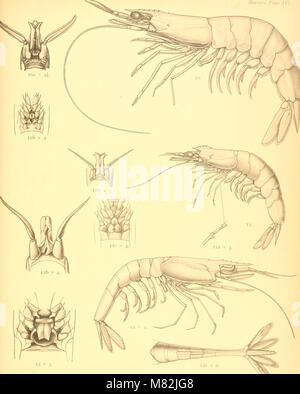 Catalogo della Indian decapod Crustacea nella collezione del Museo Indiano .. (1901-) (19958648704) Foto Stock