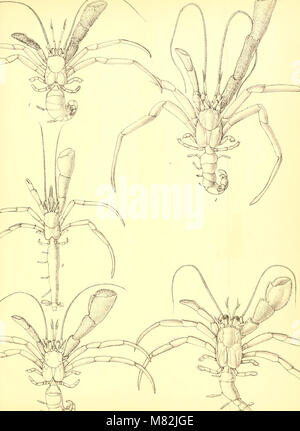 Catalogo della Indian decapod Crustacea nella collezione del Museo Indiano .. (1901-) (20393275978) Foto Stock