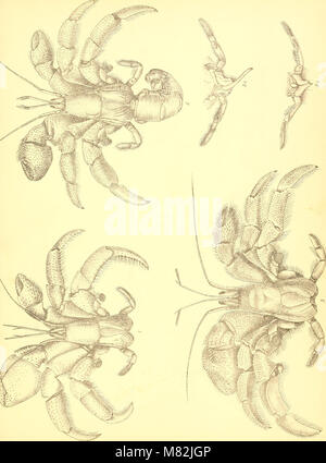Catalogo della Indian decapod Crustacea nella collezione del Museo Indiano .. (1901-) (20555047436) Foto Stock