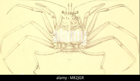Catalogo della Indian decapod Crustacea nella collezione del Museo Indiano .. (1901-) (20555060866) Foto Stock