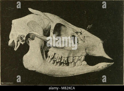 Catalogo dei mammiferi ungulati nel British Museum di Storia Naturale) (1913) (20584945105) Foto Stock