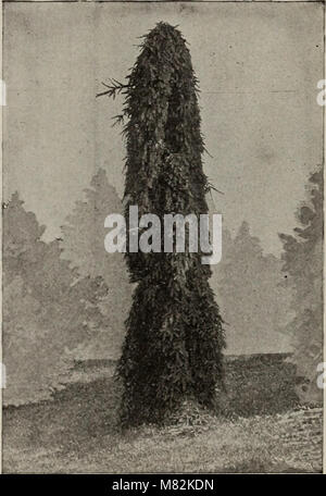 Catalogo di alberi e arbusti sempreverdi e piante erbacee (1900) (19939238793) Foto Stock