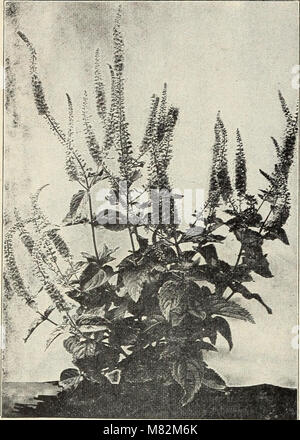 Catalogo di hardy perenni arbusti, vigne, rose, piante siepe alberi sempreverdi piccoli frutti e radici da giardino con illustrazioni e commenti - n. 1 (1911) (19955090523) Foto Stock